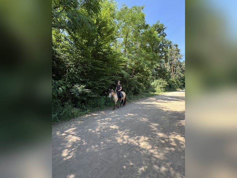 Kuc islandzki Klacz 10 lat 135 cm Bułana in Langenzenn