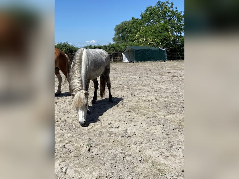Kuc islandzki Klacz 10 lat 135 cm Siwa in Dettenheim