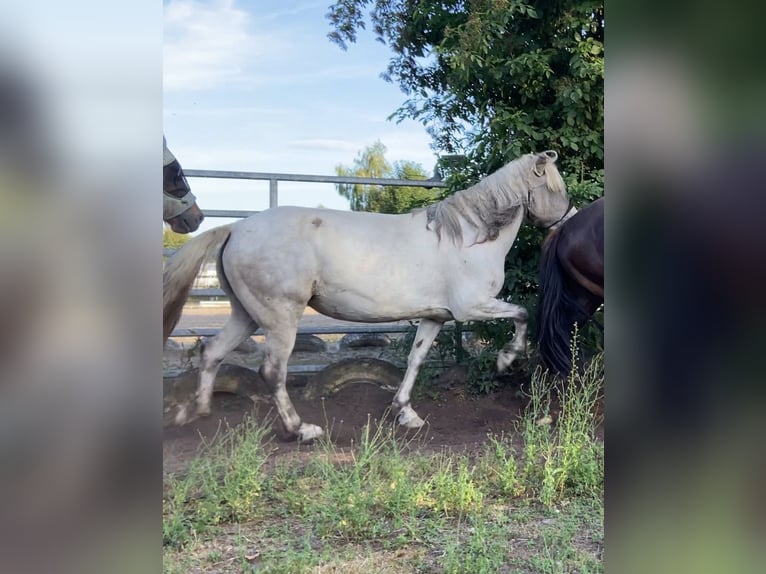 Kuc islandzki Klacz 10 lat 135 cm Siwa in Dettenheim