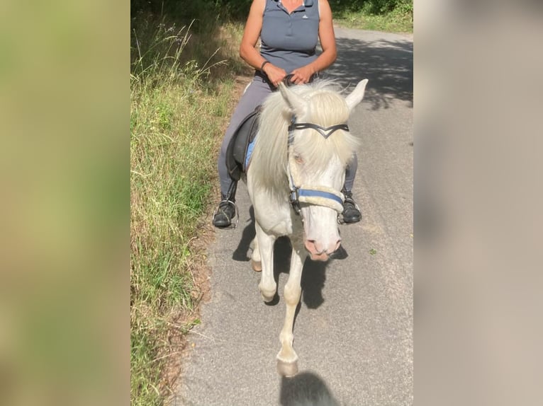 Kuc islandzki Klacz 10 lat 137 cm Perlino in Saarland