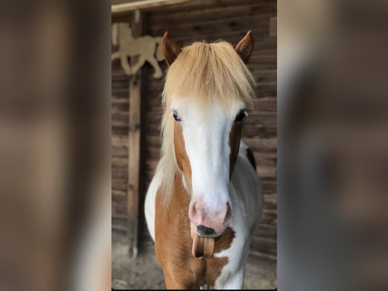 Kuc islandzki Klacz 10 lat 138 cm Srokata in Rühen