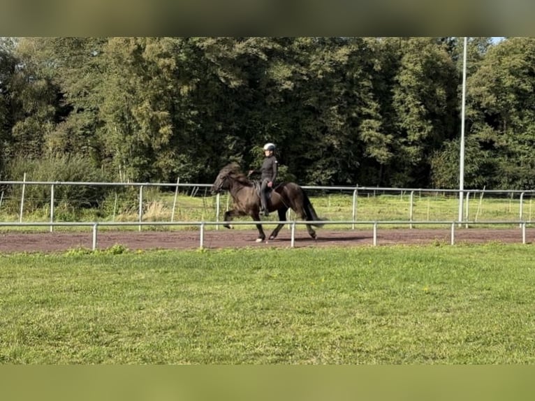 Kuc islandzki Klacz 10 lat 144 cm Kara in Soltau