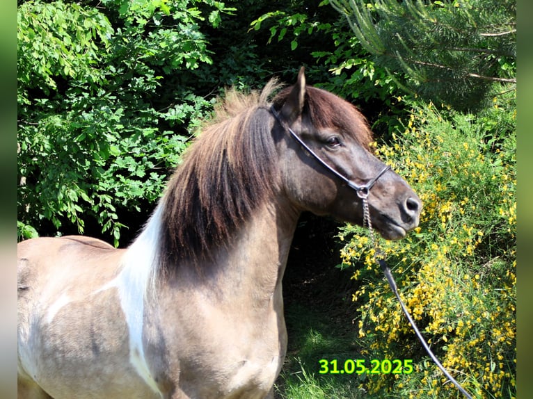 Kuc islandzki Klacz 10 lat 144 cm Srokata in Friesenhagen