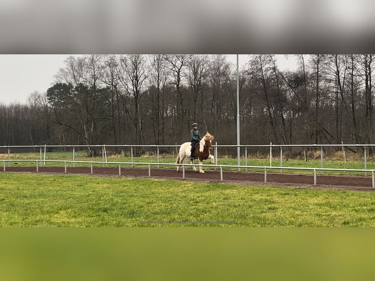 Kuc islandzki Klacz 10 lat 144 cm Srokata in Soltau