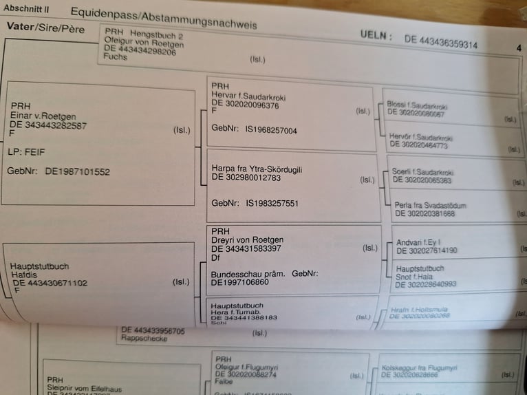 Kuc islandzki Klacz 11 lat 136 cm Srokata in Schleiden