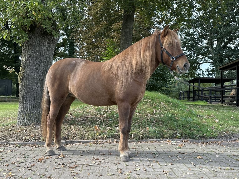 Kuc islandzki Klacz 11 lat 144 cm Kasztanowata in Wingst