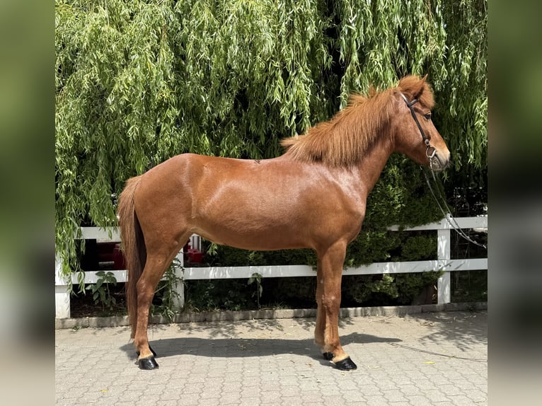 Kuc islandzki Klacz 11 lat 145 cm Kasztanowata in Lochen am See