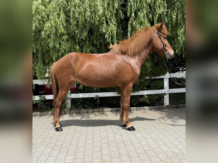 Kuc islandzki Klacz 11 lat 145 cm Kasztanowata in Lochen am See