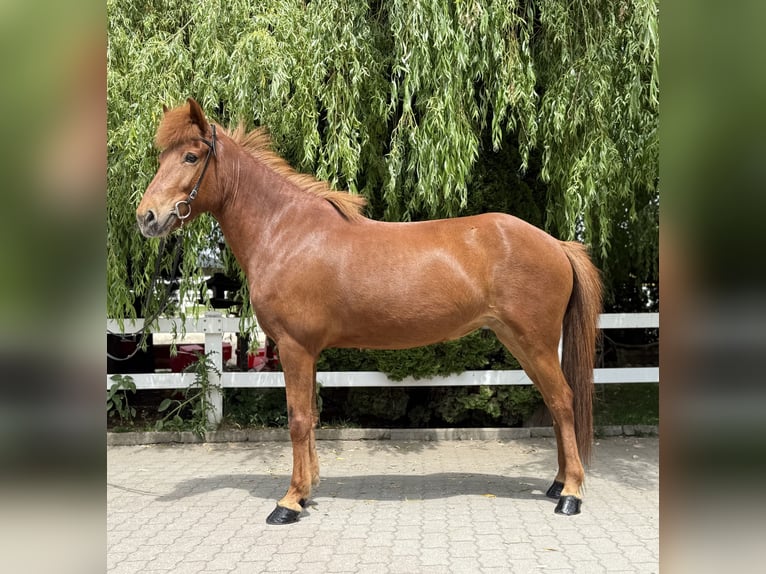 Kuc islandzki Klacz 11 lat 145 cm Kasztanowata in Lochen am See