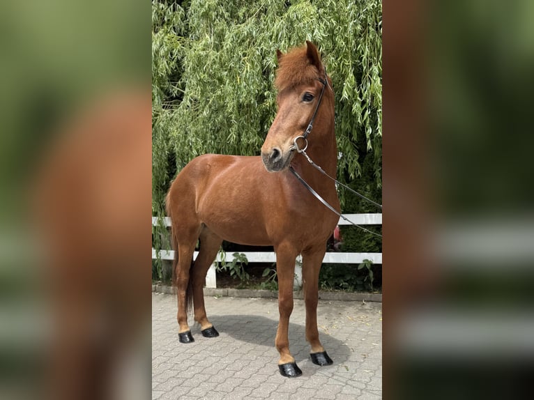 Kuc islandzki Klacz 11 lat 145 cm Kasztanowata in Lochen am See