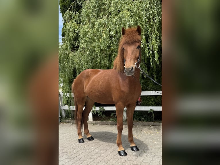 Kuc islandzki Klacz 11 lat 145 cm Kasztanowata in Lochen am See
