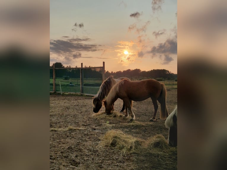 Kuc islandzki Klacz 12 lat 133 cm Kasztanowata in Amrum