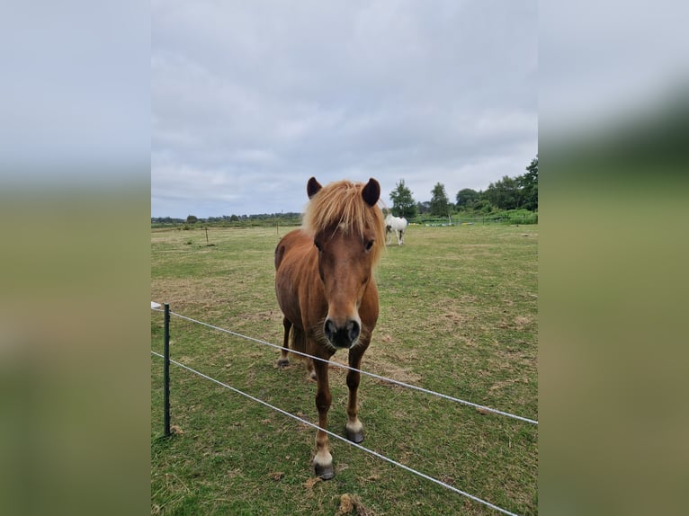 Kuc islandzki Klacz 12 lat 133 cm Kasztanowata in Amrum