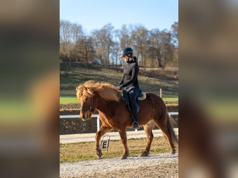 Kuc islandzki Klacz 12 lat 135 cm Kasztanowata in Hohenstein Meidelstetten