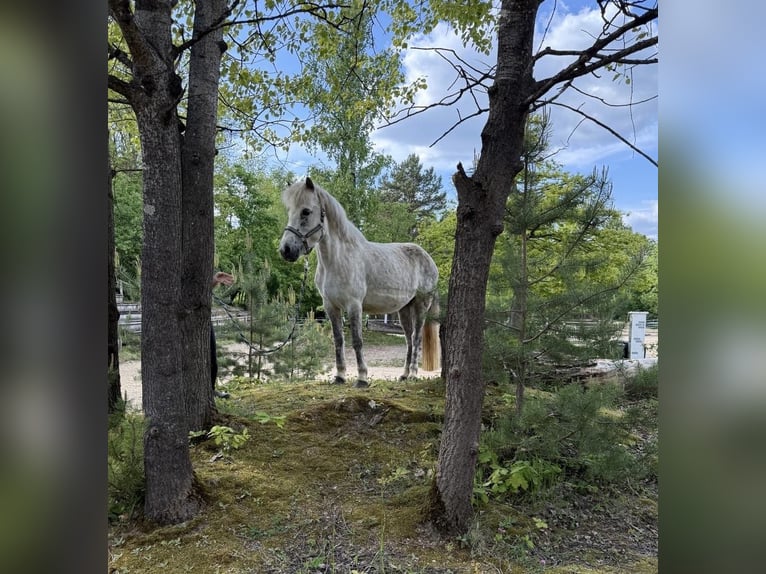 Kuc islandzki Klacz 12 lat 138 cm Siwa w hreczce in Windhagen