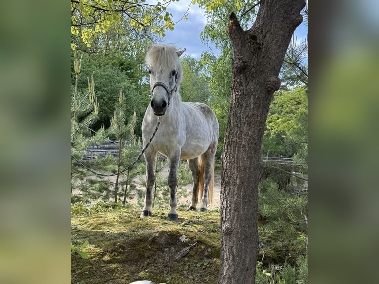 Kuc islandzki Klacz 12 lat 138 cm Siwa w hreczce in Windhagen
