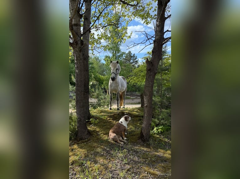 Kuc islandzki Klacz 12 lat 138 cm Siwa w hreczce in Windhagen