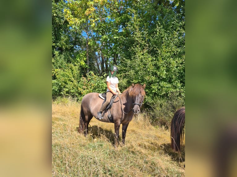 Kuc islandzki Klacz 12 lat 140 cm Bułana in Oberscheidweiler