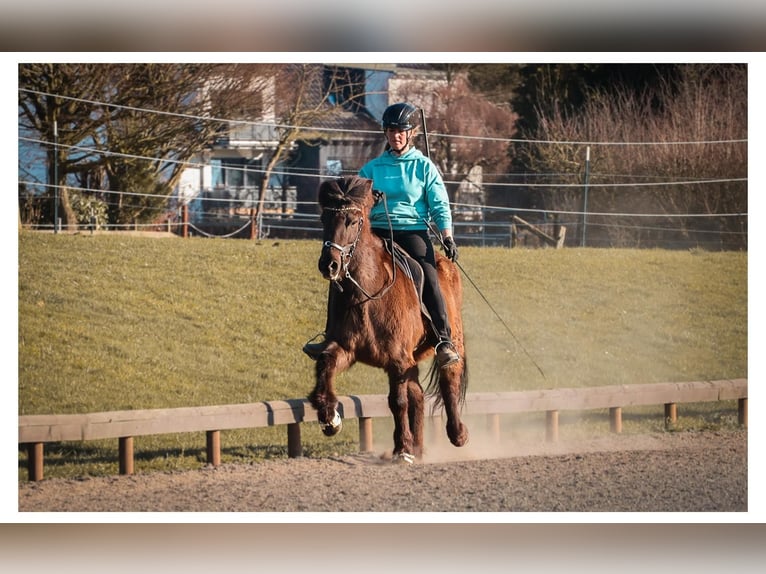 Kuc islandzki Klacz 12 lat 140 cm Siwa in Bad Honnef