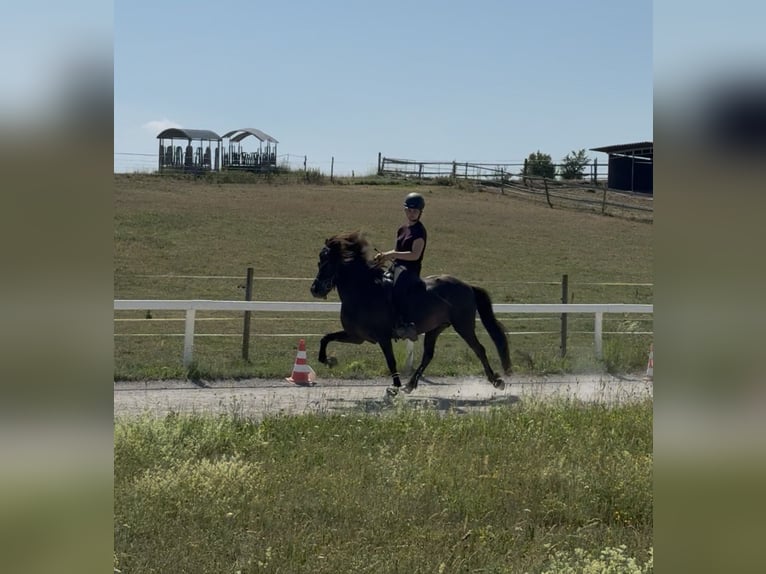 Kuc islandzki Klacz 12 lat 143 cm Kara in Fronreute