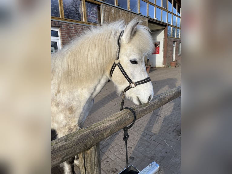 Kuc islandzki Klacz 12 lat 144 cm Siwa in Blåvand