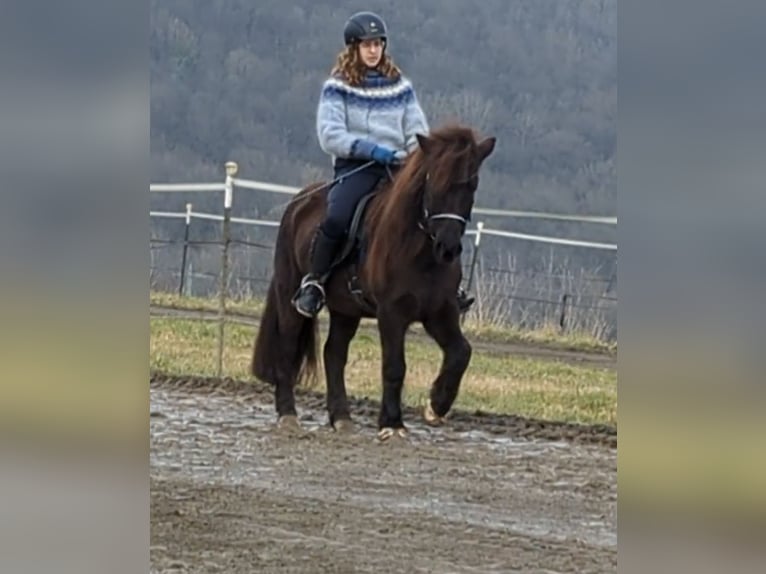Kuc islandzki Klacz 13 lat 130 cm Kara in Sankt Wendel