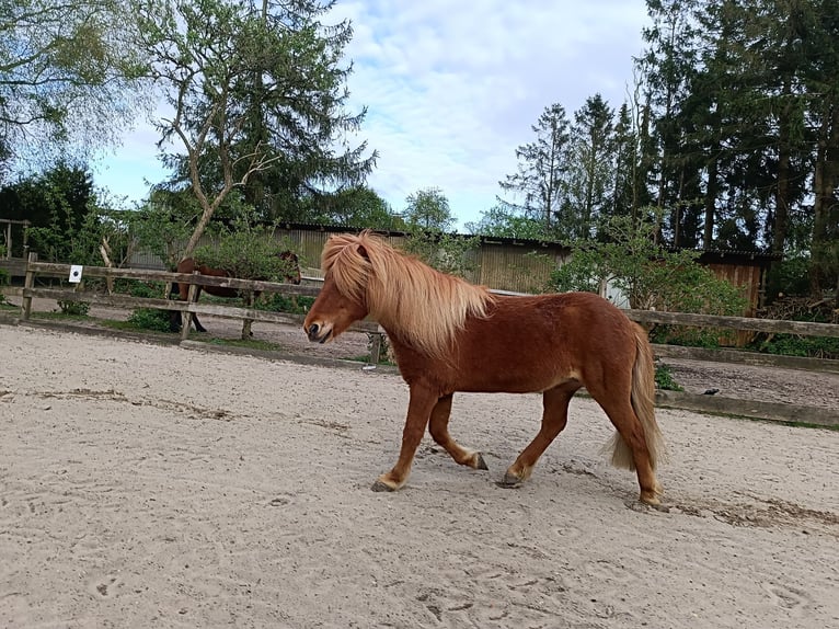 Kuc islandzki Klacz 13 lat 136 cm Kasztanowata in Ostenfeld