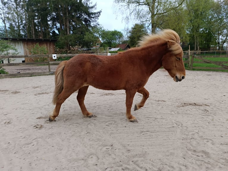 Kuc islandzki Klacz 13 lat 136 cm Kasztanowata in Ostenfeld