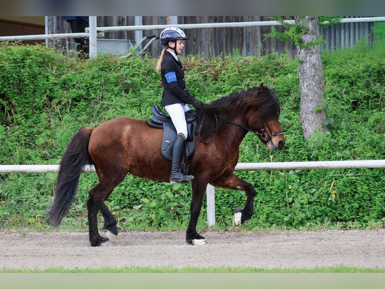 Kuc islandzki Klacz 13 lat 140 cm Gniada in Lochen am See
