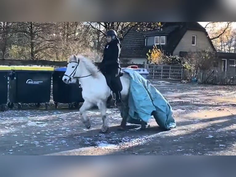 Kuc islandzki Klacz 13 lat 140 cm Siwa in Schneverdingen