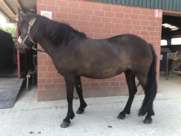 Kuc islandzki Klacz 13 lat 140 cm Skarogniada in Altenbeken