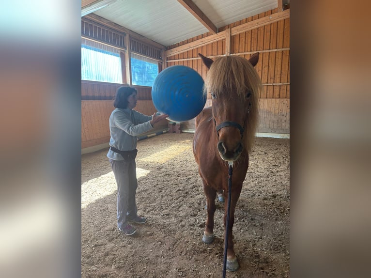 Kuc islandzki Klacz 13 lat 145 cm Kasztanowata in Holzgünz