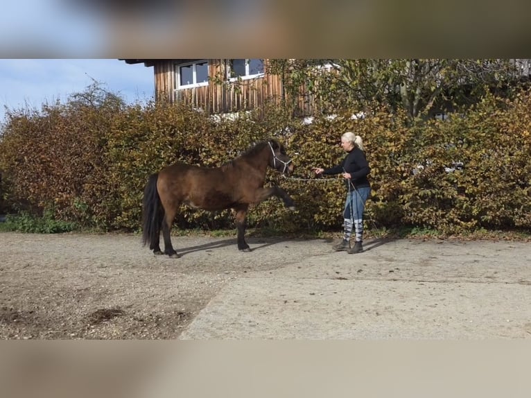 Kuc islandzki Klacz 14 lat 135 cm Gniada in Aichtal
