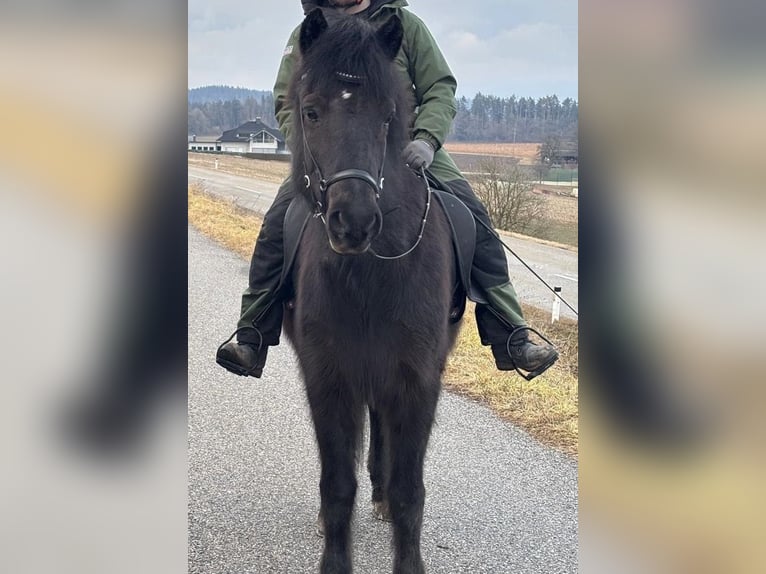 Kuc islandzki Klacz 14 lat 138 cm Kara in St.Veit an der Glan