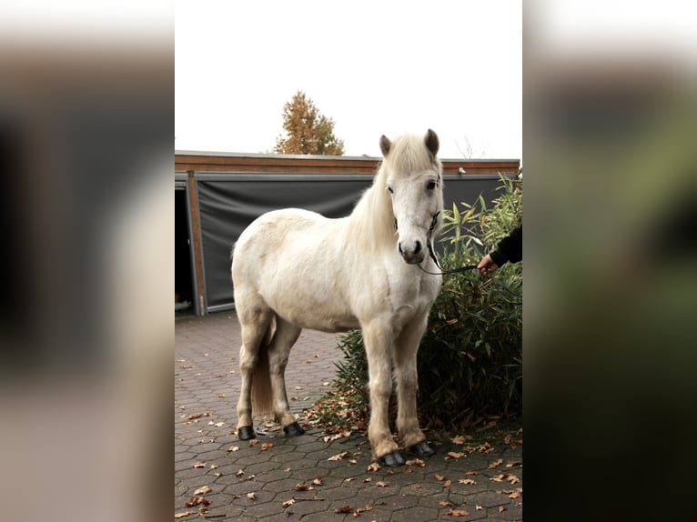 Kuc islandzki Klacz 14 lat 138 cm Siwa in Soltau