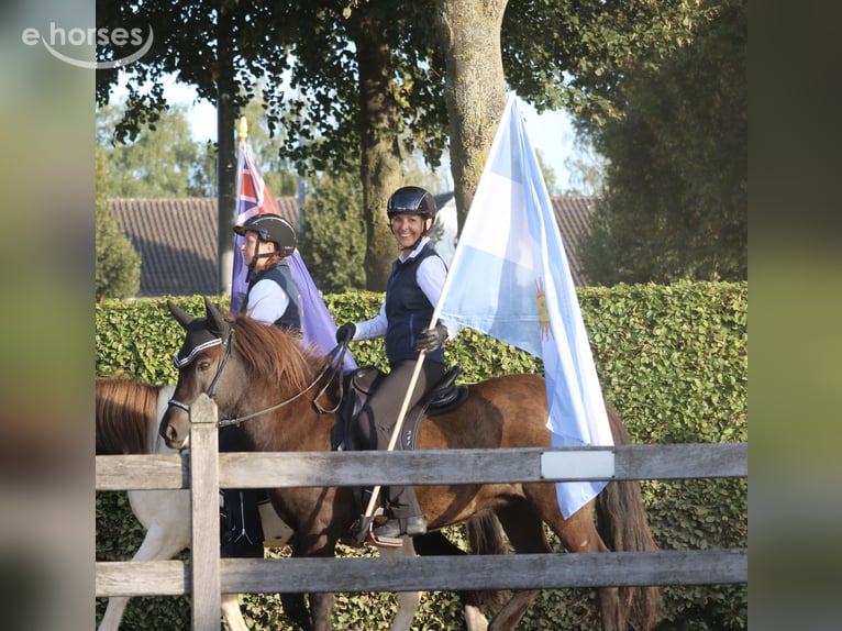 Kuc islandzki Klacz 14 lat 140 cm Ciemnogniada in Kerpen