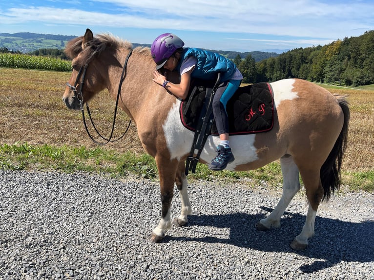 Kuc islandzki Klacz 14 lat 140 cm Srokata in Moosleerau