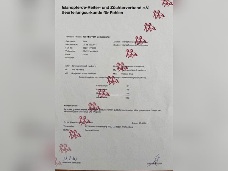Kuc islandzki Klacz 14 lat 145 cm Kasztanowata in N&#xF6;rdlingenN&#xF6;rdlingen