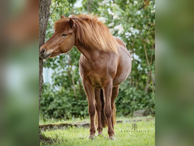 Kuc islandzki Klacz 14 lat 145 cm Kasztanowata in N&#xF6;rdlingenN&#xF6;rdlingen