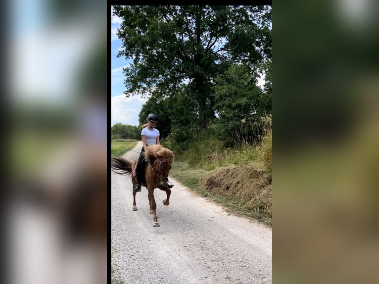 Kuc islandzki Klacz 14 lat Kasztanowata in Spalt