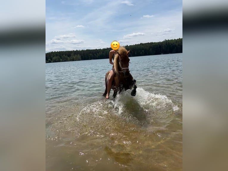 Kuc islandzki Klacz 14 lat Kasztanowata in Spalt