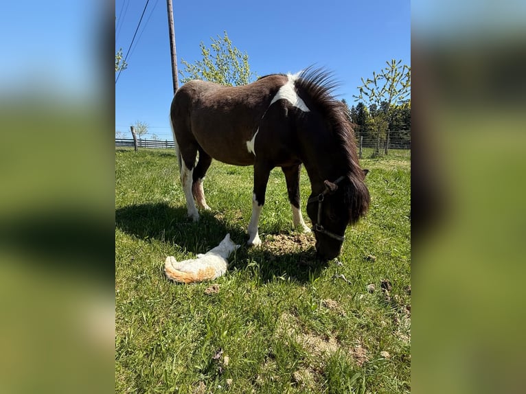 Kuc islandzki Klacz 15 lat 133 cm Srokata in Bad Zell