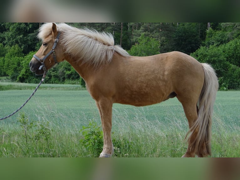 Kuc islandzki Klacz 15 lat 135 cm Bułana in Alfeld