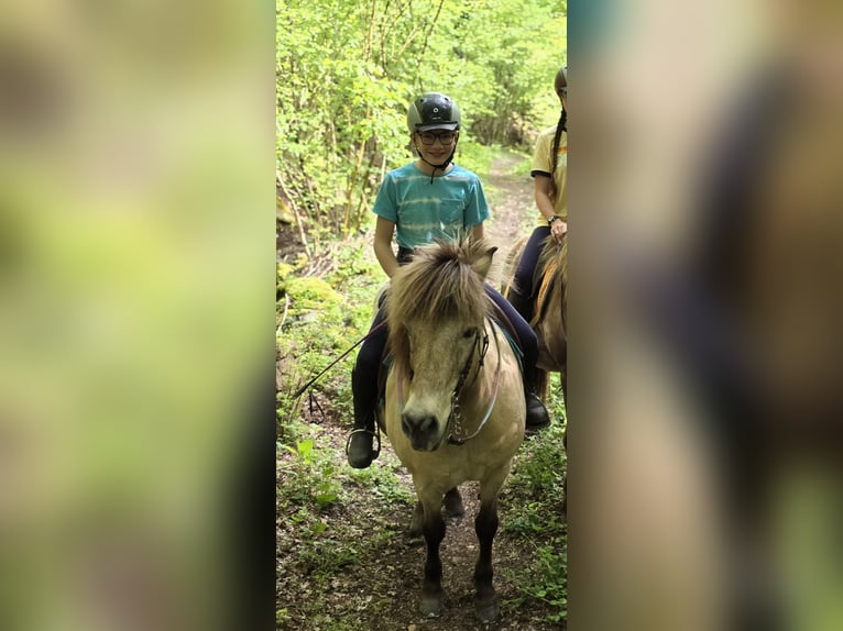 Kuc islandzki Klacz 15 lat 135 cm Bułana in Moosch