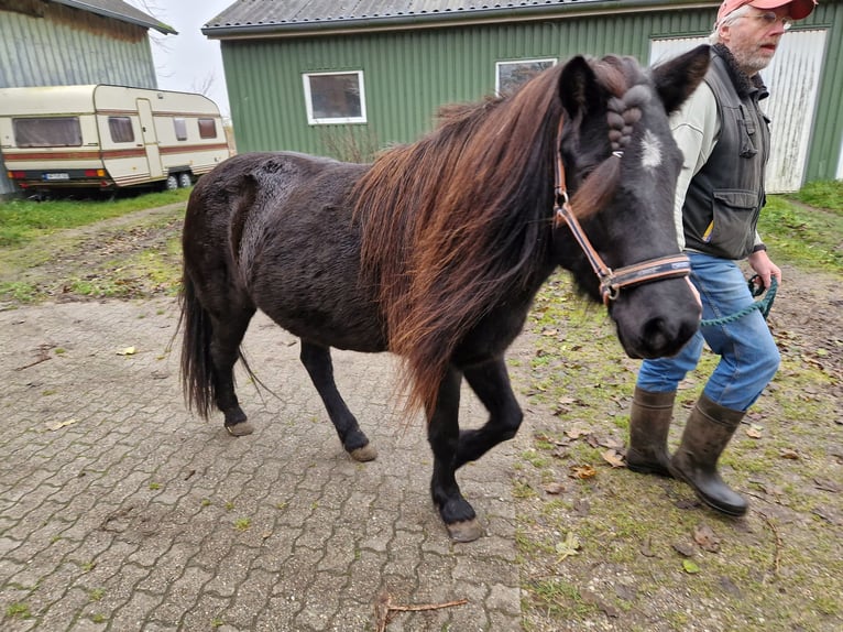 Kuc islandzki Klacz 15 lat 135 cm Kara in Süderlügum
