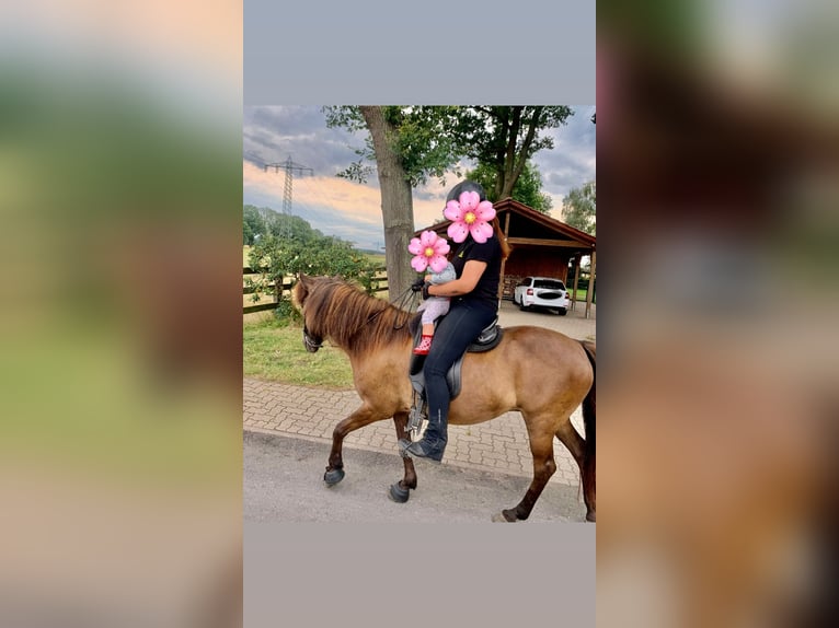 Kuc islandzki Klacz 15 lat 135 cm Skarogniada in Neustadt am Rübenberge