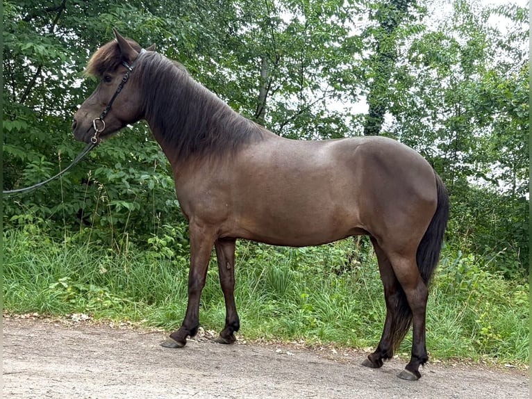 Kuc islandzki Klacz 15 lat 135 cm Skarogniada in Neustadt am Rübenberge