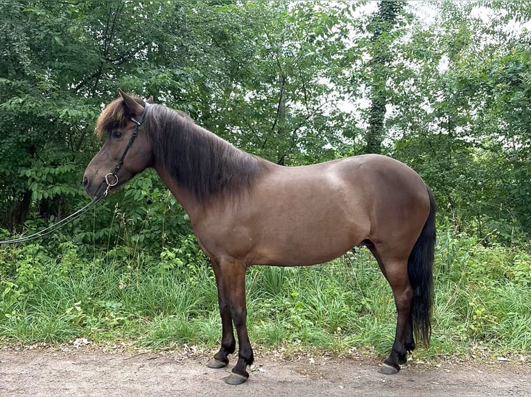 Kuc islandzki Klacz 15 lat 135 cm Skarogniada in Neustadt am Rübenberge