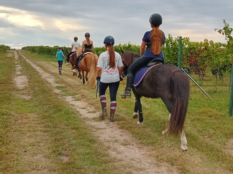 Kuc islandzki Klacz 15 lat 138 cm Srokata in Kandel