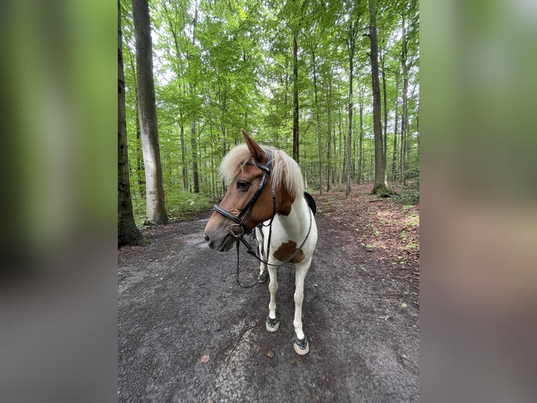 Kuc islandzki Mix Klacz 15 lat 139 cm Srokata in Dortmund